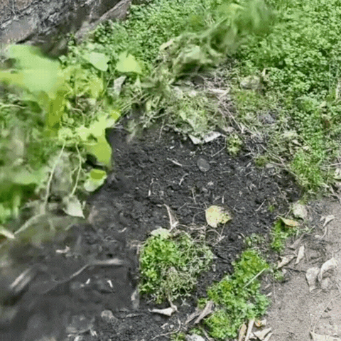 Rake for Weeds