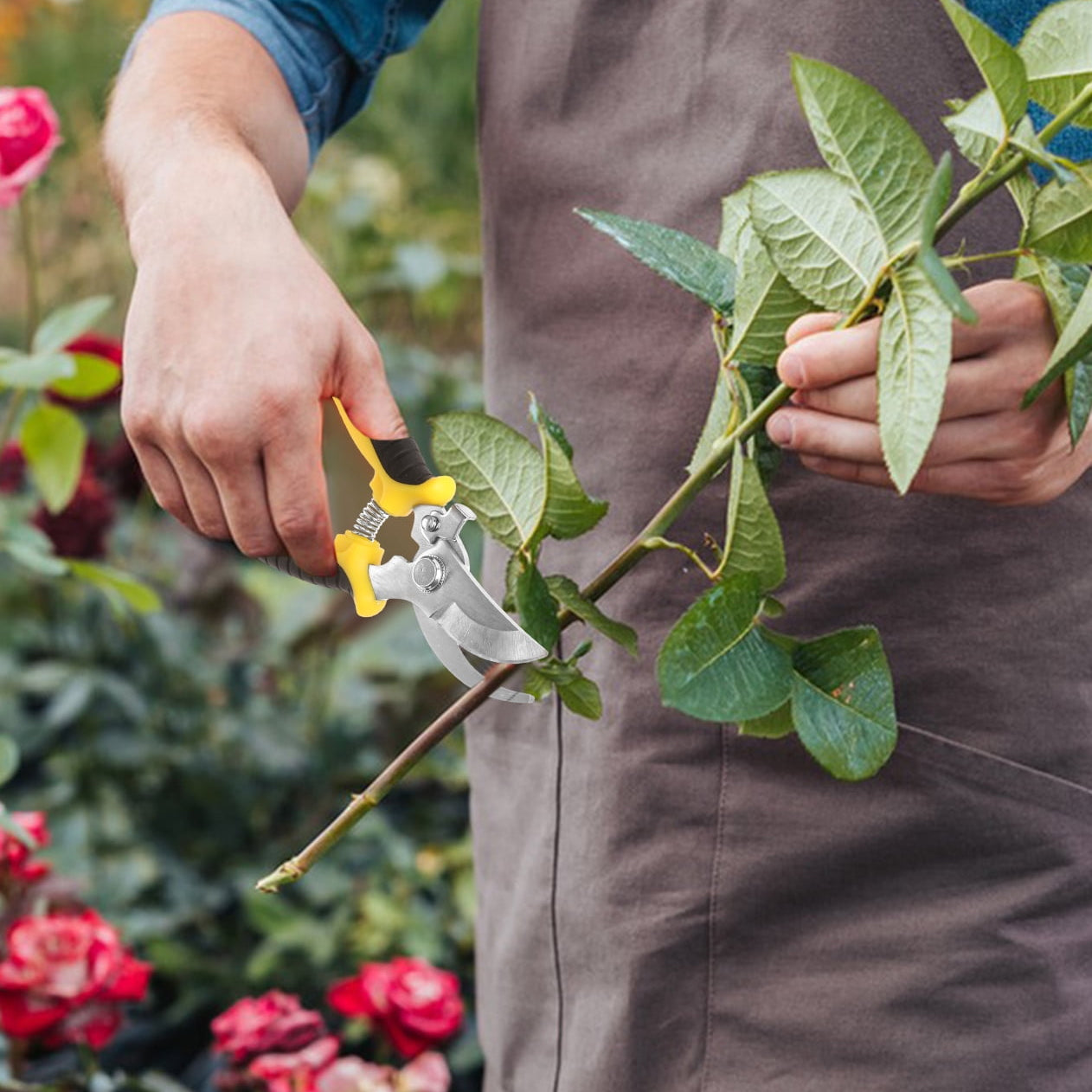Small Pruning Shears
