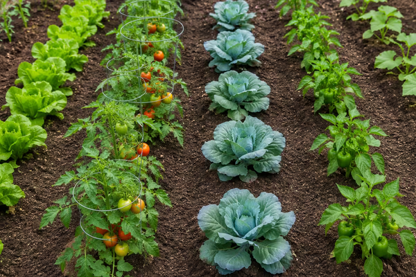 Plant Spacing for Vegetables