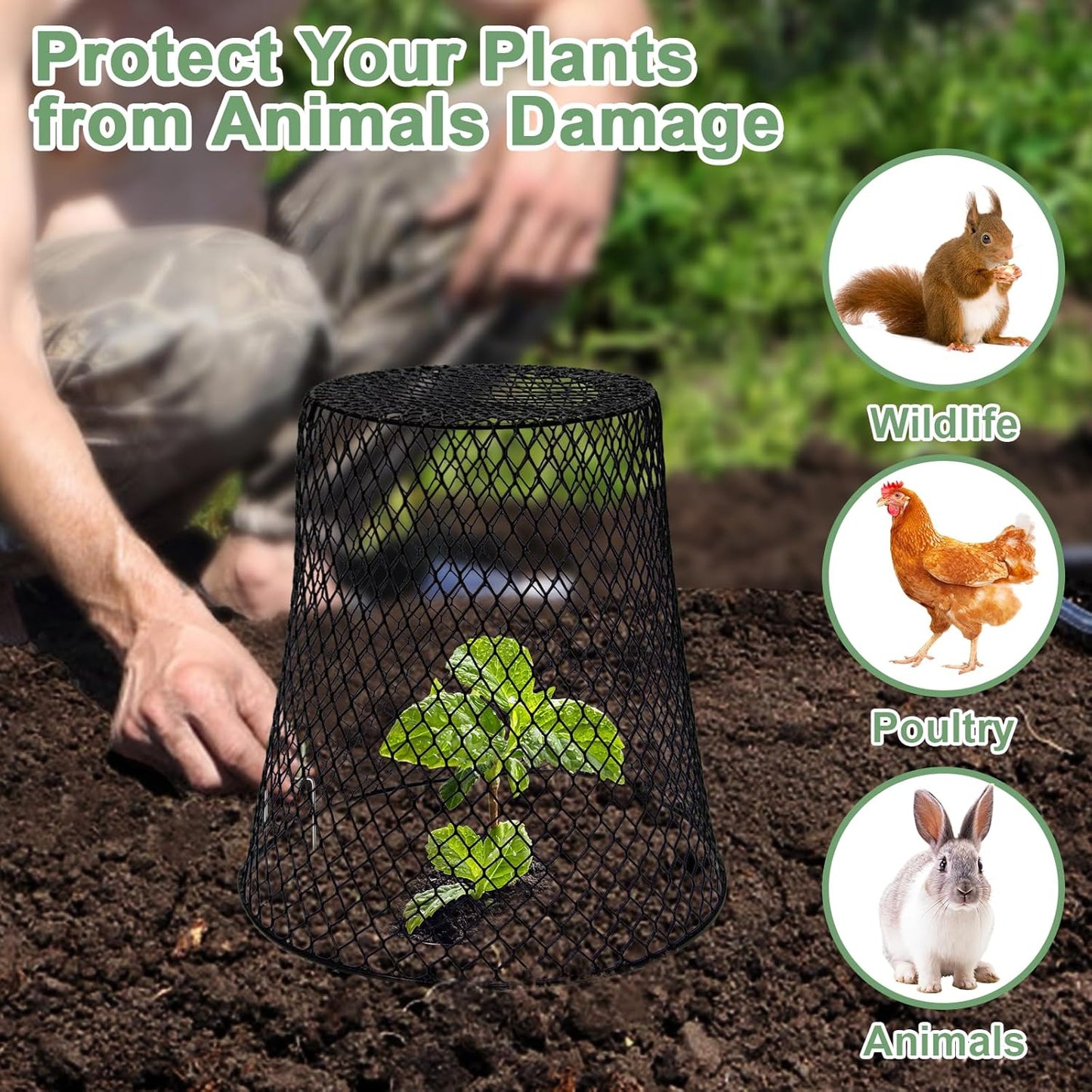 10 Pack Garden Wire Cloche Plant Covers  9.13" x 9.13"