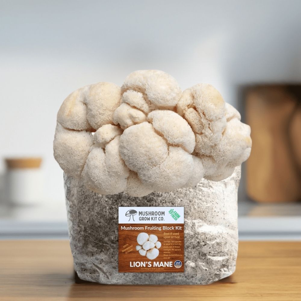 Lion's Mane Mushroom Grow Kit 
