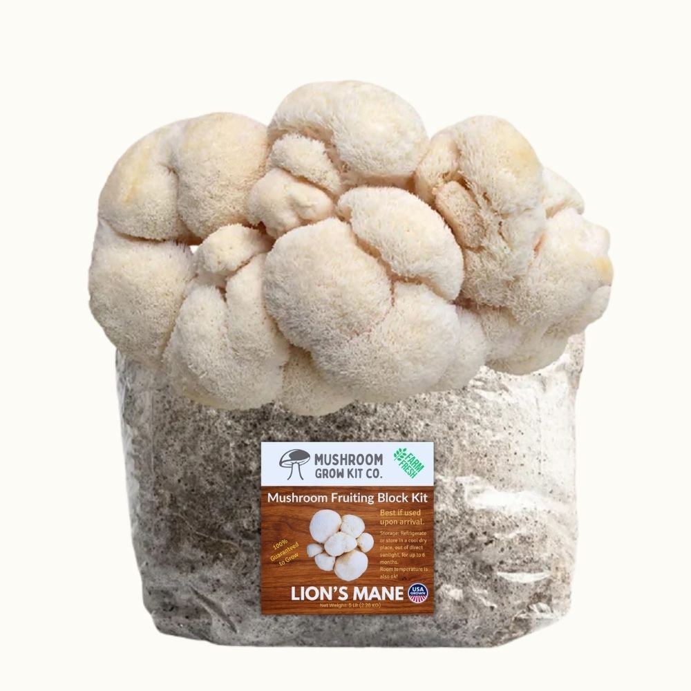 Lion's Mane Mushroom Grow Kit 