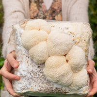 Lion's Mane Mushroom Grow Kit 