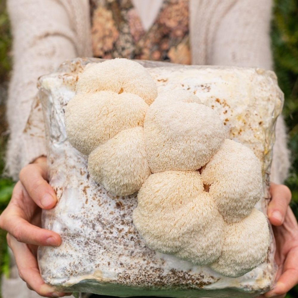 Lion's Mane Mushroom Grow Kit 