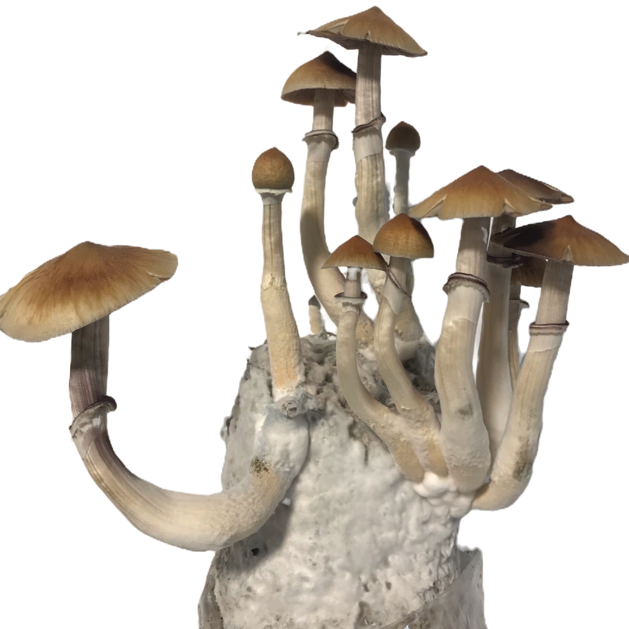 4 Pack Mushroom Grow Bags, Mushroom Grow Kit