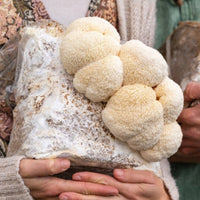 Lion's Mane Mushroom Grow Kit 