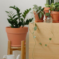 Huge Terracotta Plant Pots