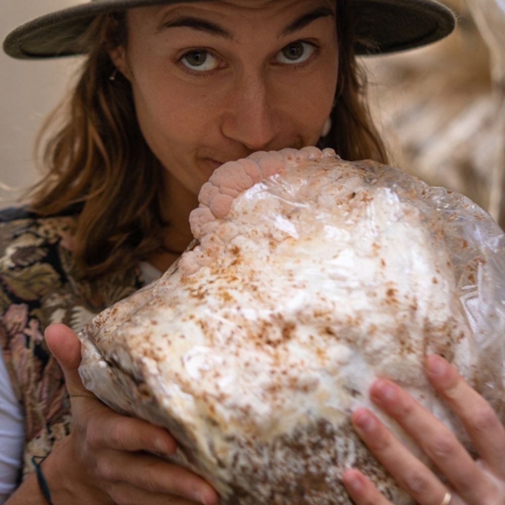 Lion's Mane Mushroom Grow Kit 
